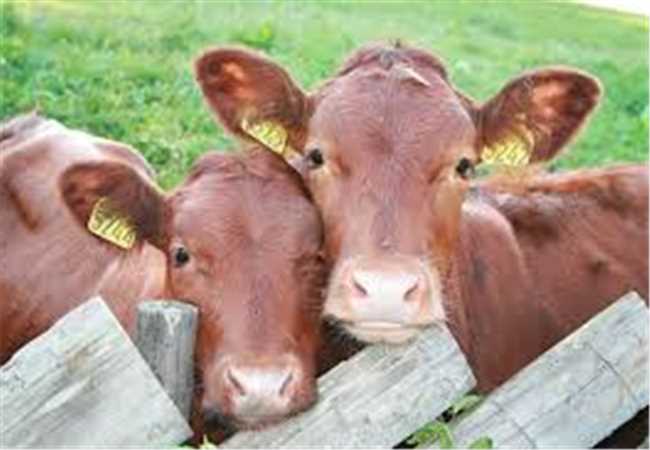 inseminação bovino
